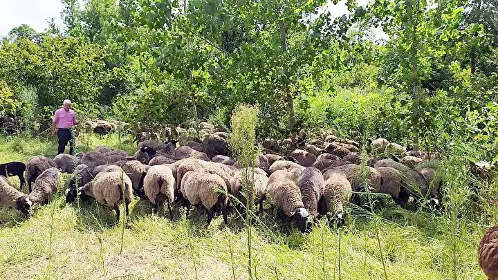 Romanov koyunu sıcağa dayanır mı?