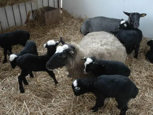 Romanov Koyunu Özellikleri