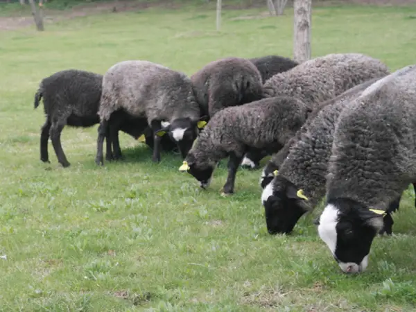 Neden Romanov Irkını Seçmeliyim?