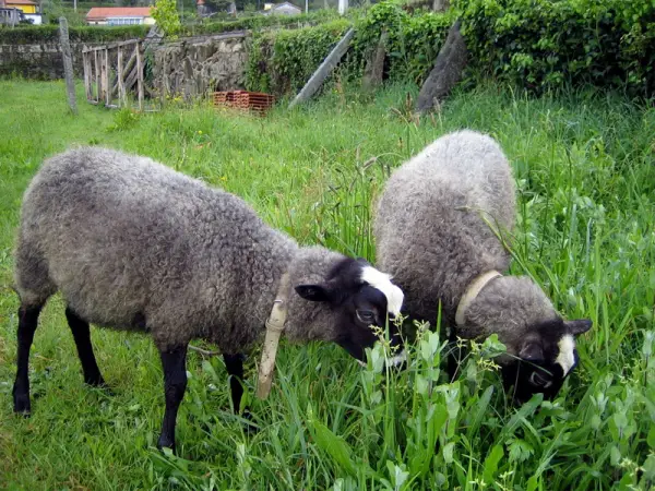 Romanov Koyunu Fiyatları