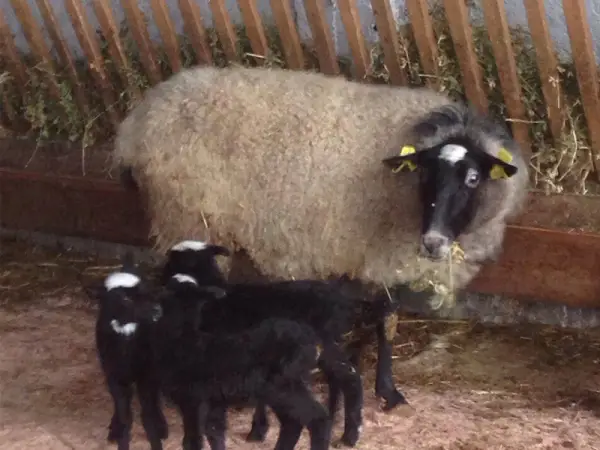 Romanov Koyunu Yetiştiriciliği