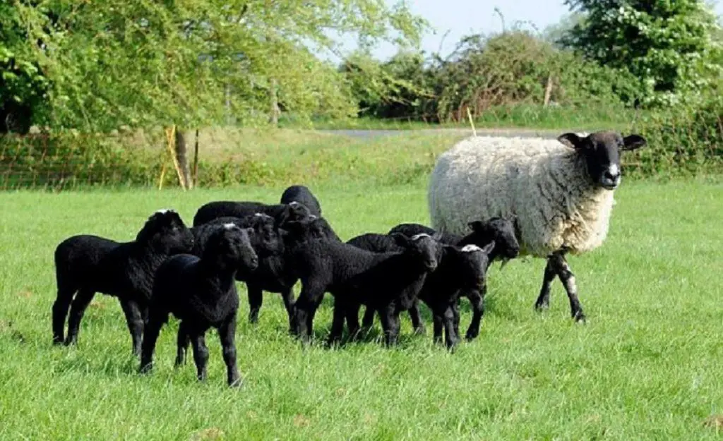 Romanov Koyunu Kullanım Alanı